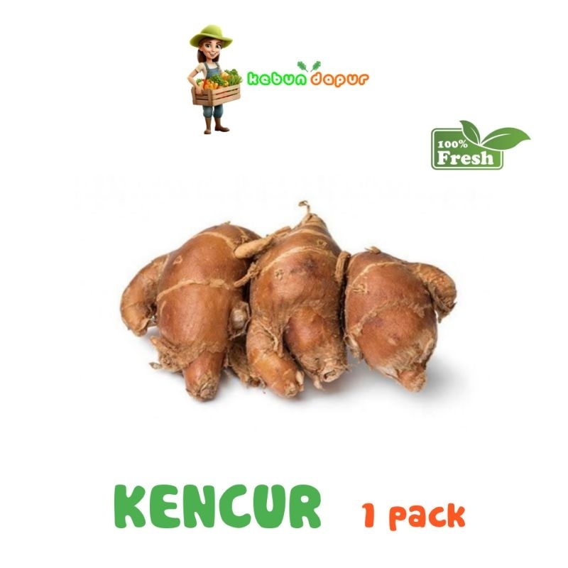 

KENCUR FRESH Harga eceran -Kebun Dapur-