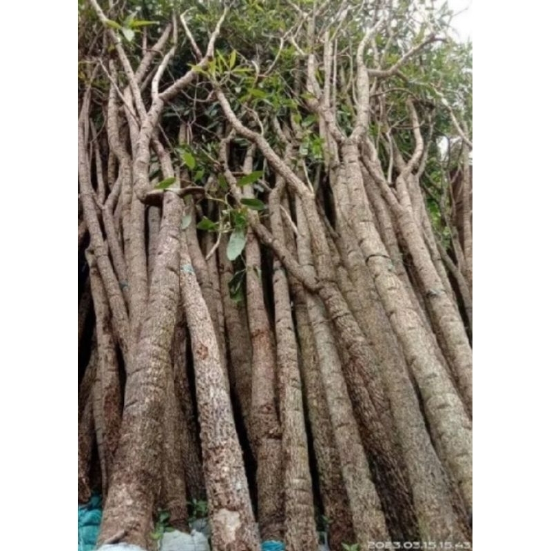 Tanaman pohon tabebuya bunga kuning super besar tingi 3-4meter
