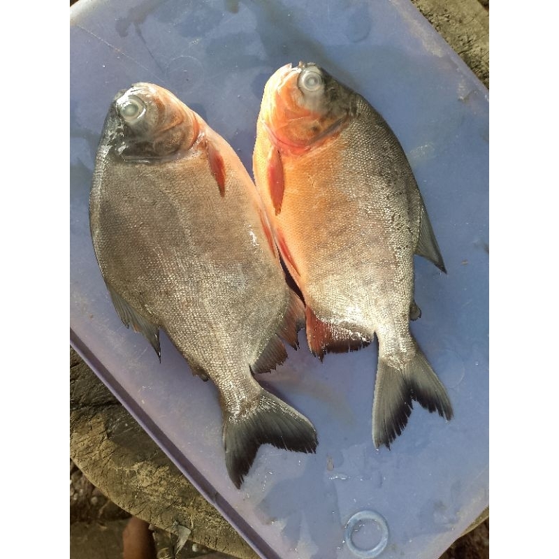 

bawal Empang 1 kg