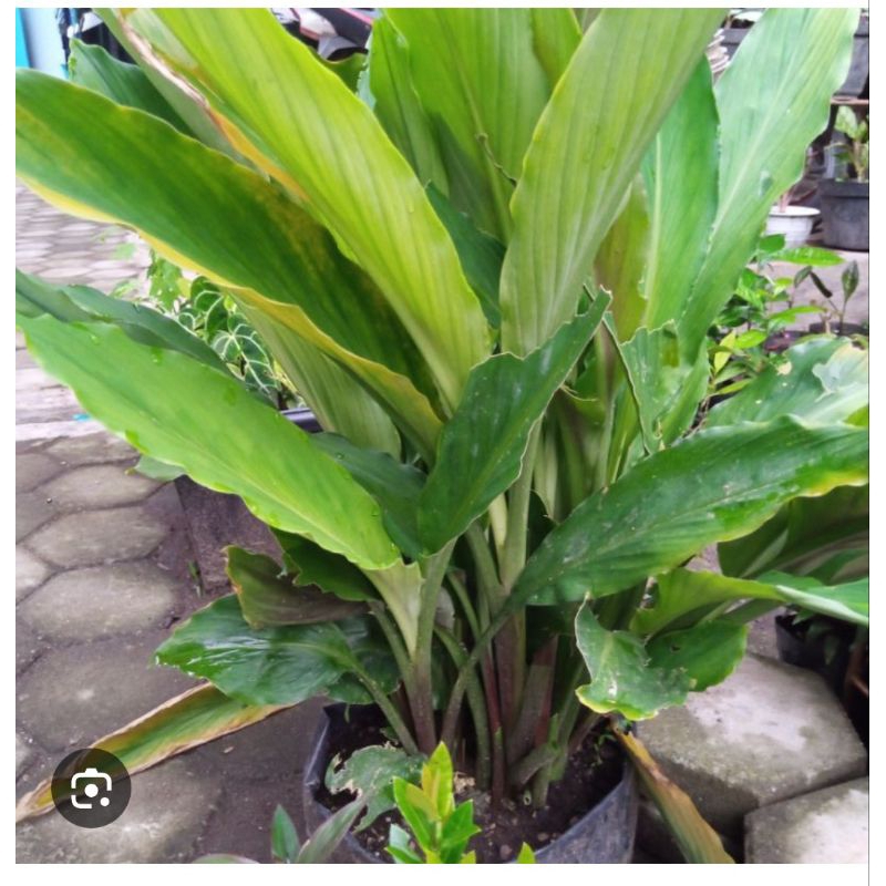 Bibit KUNYIT PUTIH | Tanaman Herbal Kaya Manfaat Beli 5 Bonus Pupuk