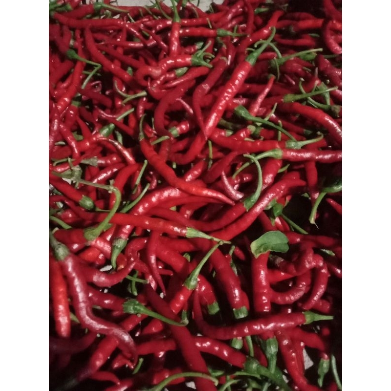 

cabe merah keriting 1kg segar