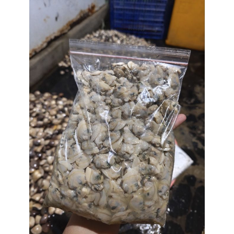 

KERANG KUPAS (kepah)