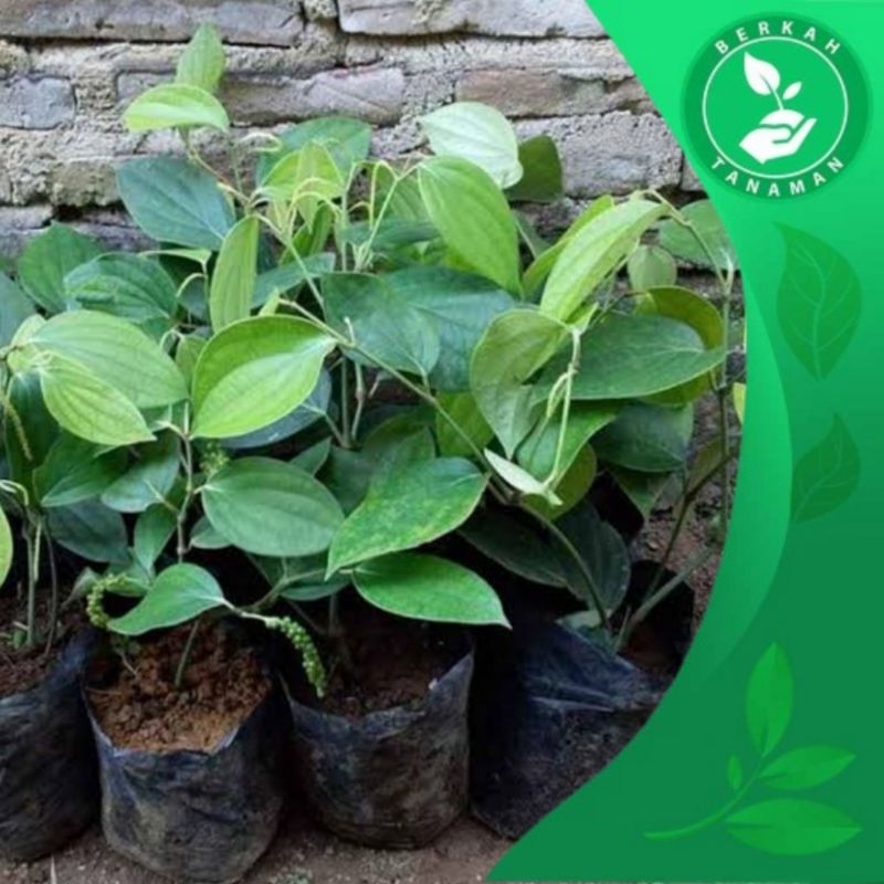 Bibit Lada Perdu (Merica Perdu) Siap Tanam