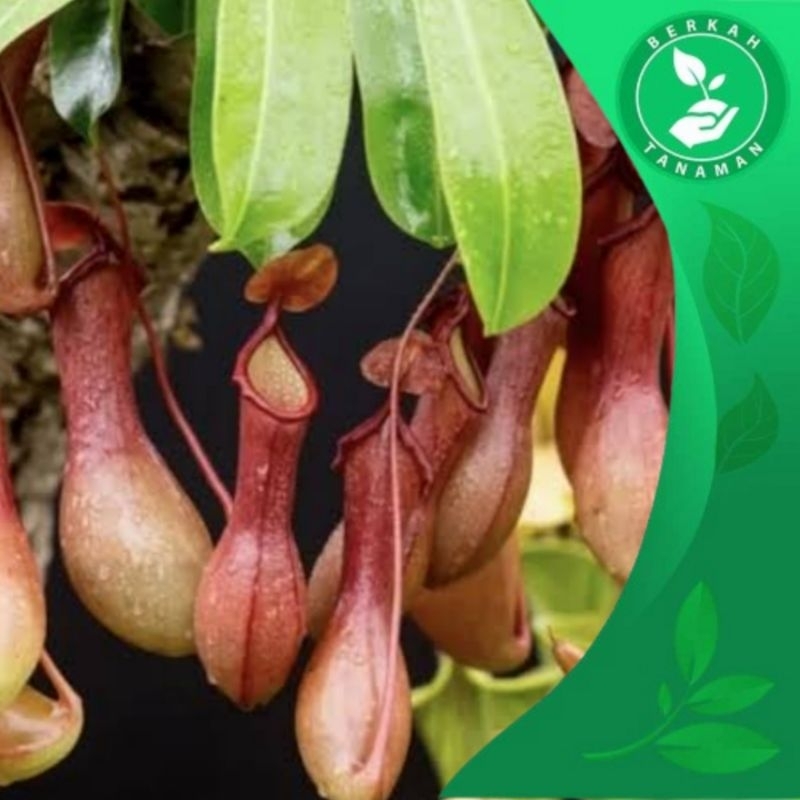 Tanaman Hias Kantong Semar / Anggrek Kantong Semar