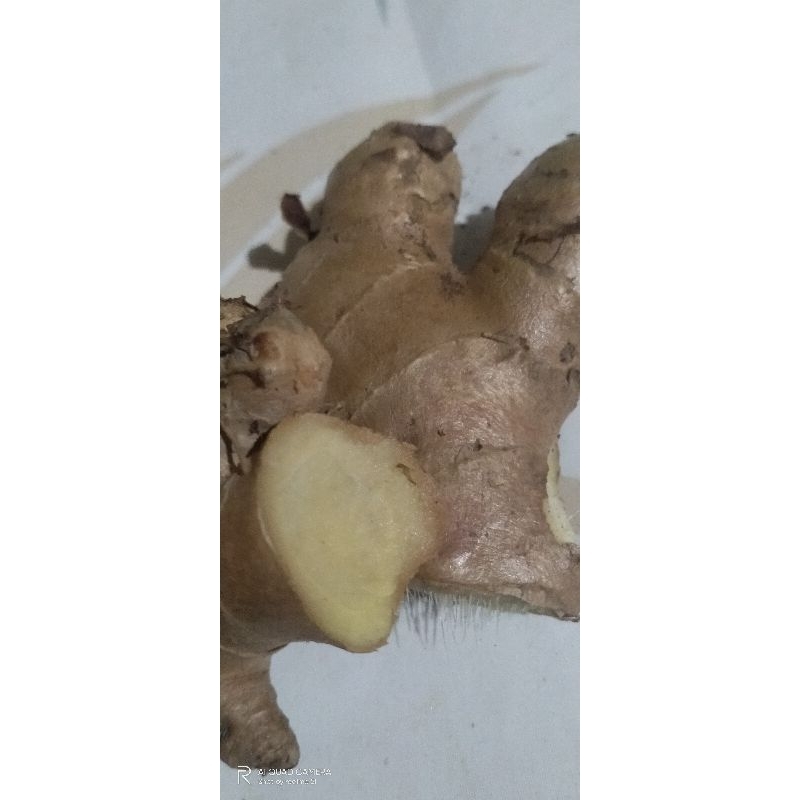 

jahe gajah putih