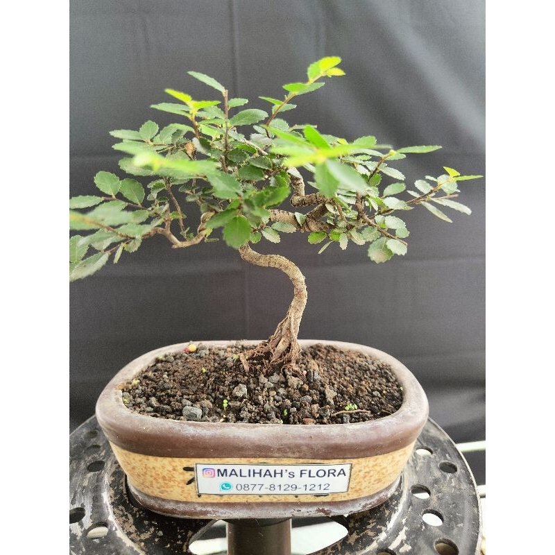 Bonsai ulmus ukuran mame