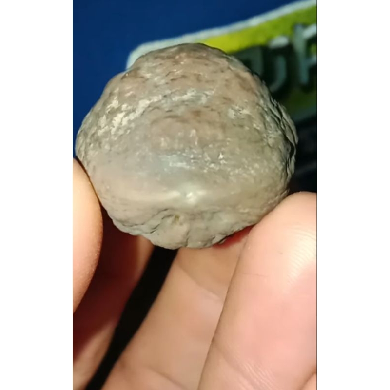 muncang adu jayanti super kojo