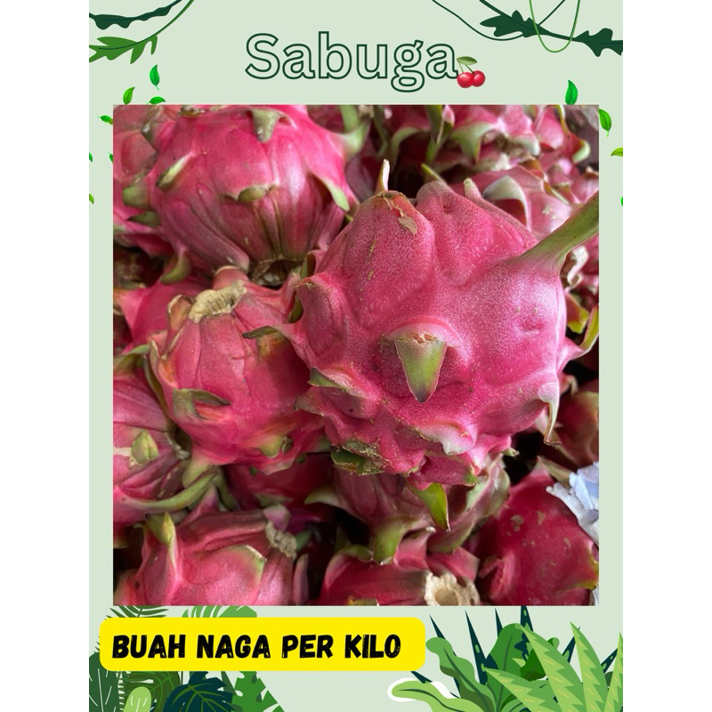 

BUAH NAGA PER KG