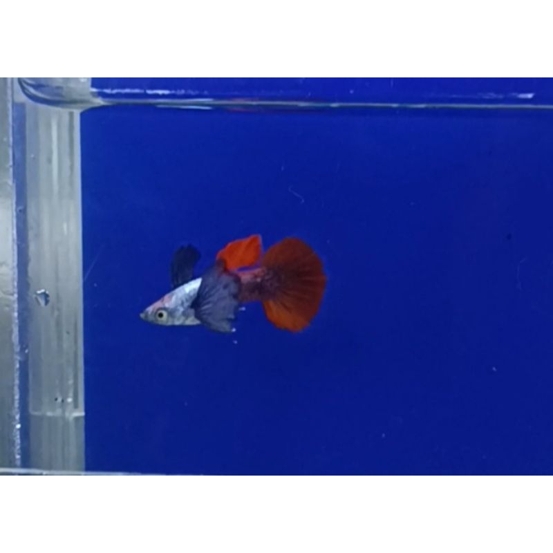GUPPY PLATINUM RED TAIL DUMBO EARS PASANGAN