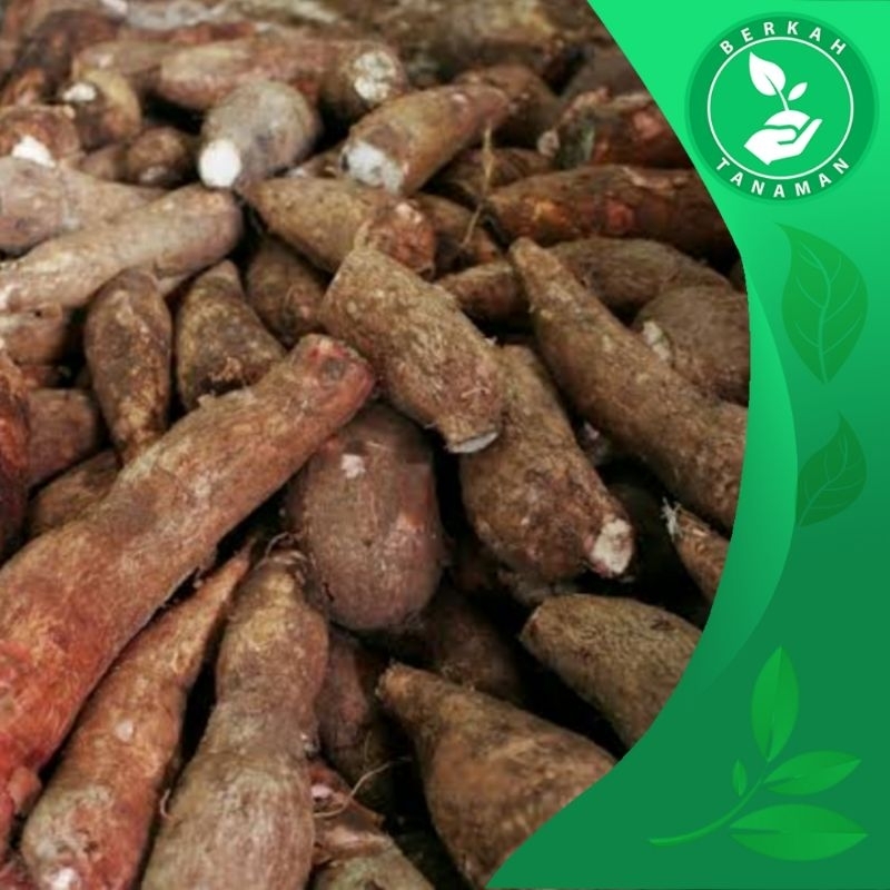 

Ubi Singkong Qetela Akar Singkong Pulen 1kg