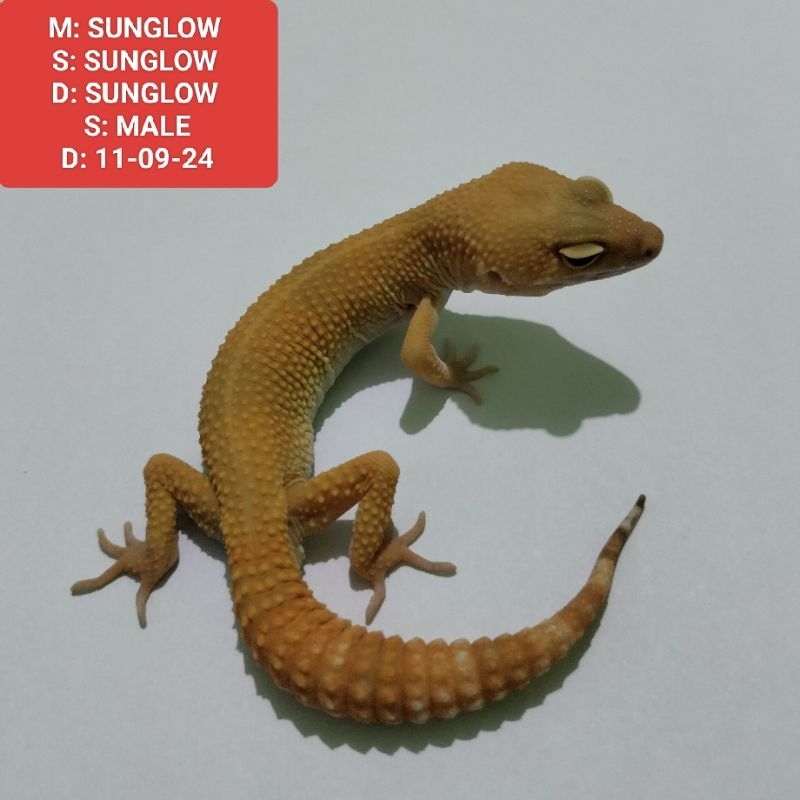 SUNGLOW GECKO LEOPARD MALE