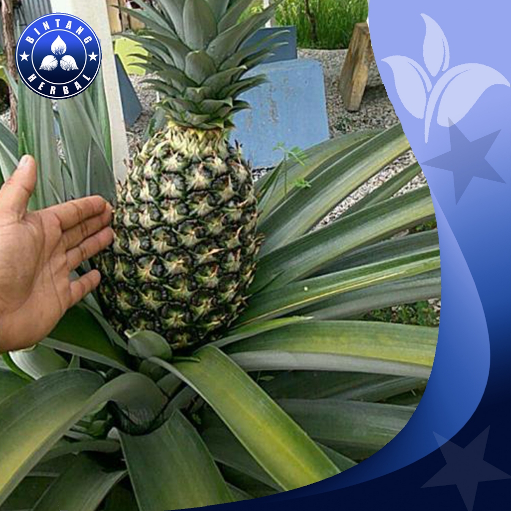 

JUAL NANAS muda fres \ 1 kg - bintang herbal