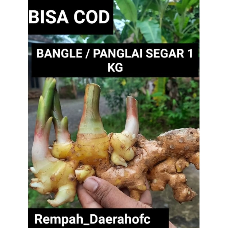 

Bangle / panglai segar 1 kg termurah ( READY STOK ) BISA COD