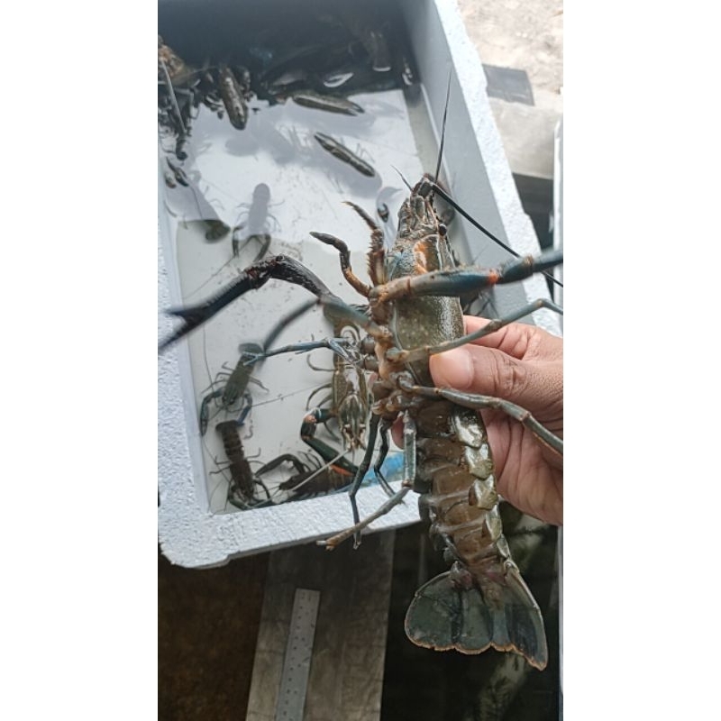 Lobster air tawar indukan 4inch 1set 10ekor