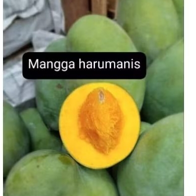 

MANGGA HARUMANIS