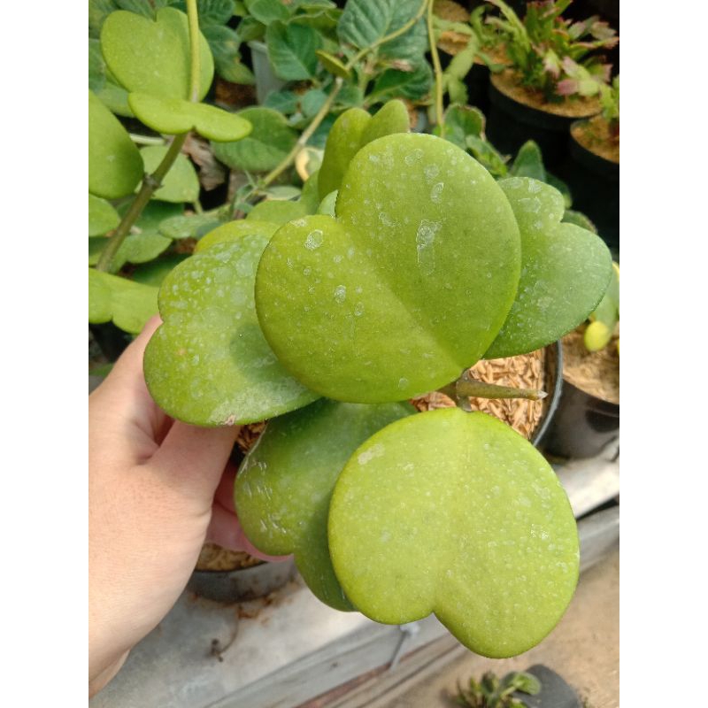 love hoya / tanaman bentuk love