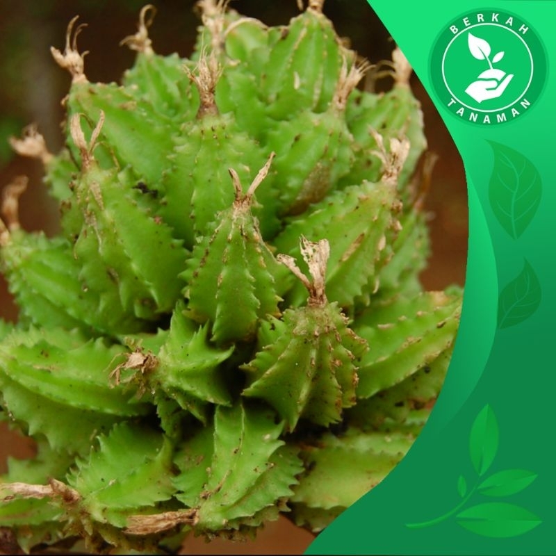 

Buah Hangasa / Renggasa 1kg