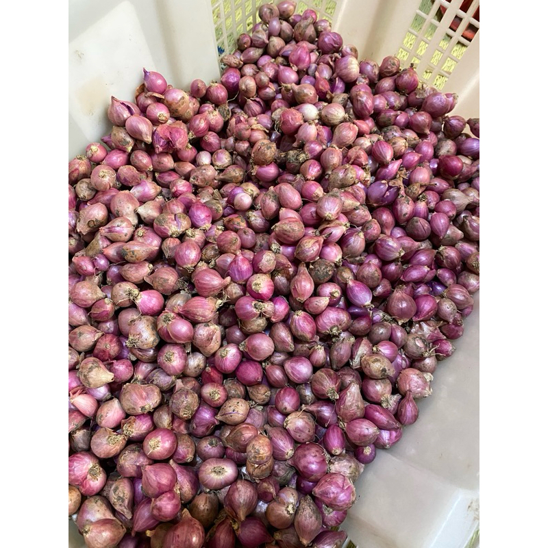 

Bawang merah ukuran kecil 500 gram