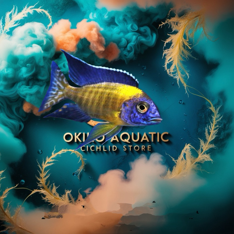 aulonocara blue neon cichlid
