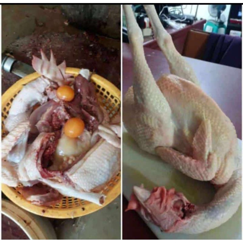 

ayam petelur merah bobot utuh 1,2kg sampai 1,3kg