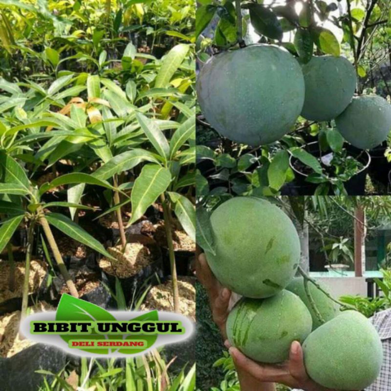 Bibit Buah Mangga Kelapa - Cepat Berbuah