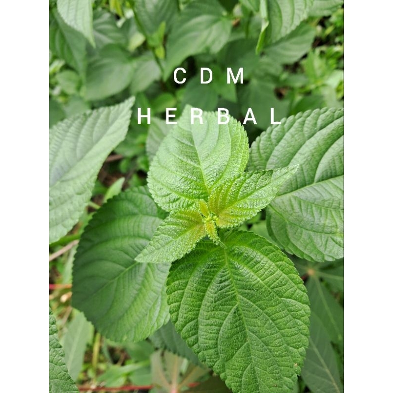 

daun lantana cemara atau tembelekan segar obat herbar alami