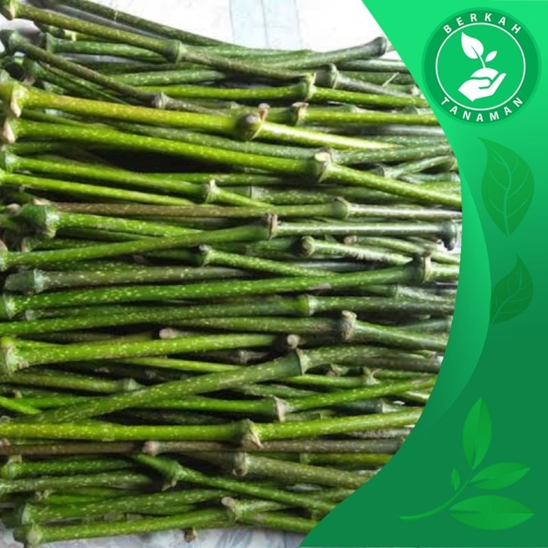

Bisa COD Setek Melada Beli 5 Gratis 1