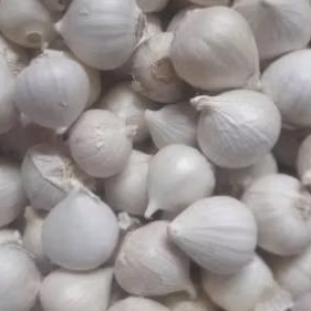 

Bawang putih tunggal per 100gr