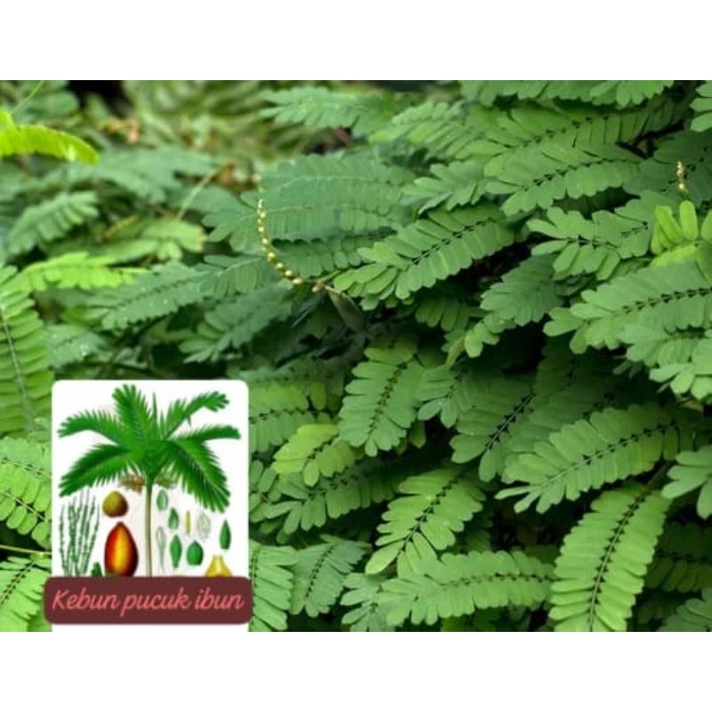 

daun saga segar herbal pereda sariyawan dan amandel