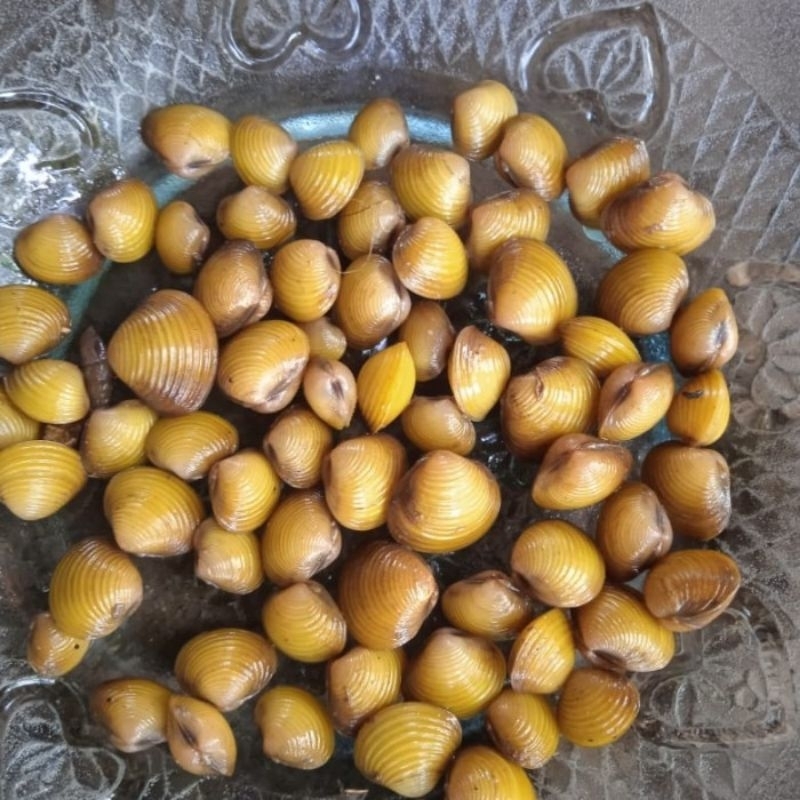 HIASAN AQUASCAPE KERANG MAS HIDUP AIR TAWAR