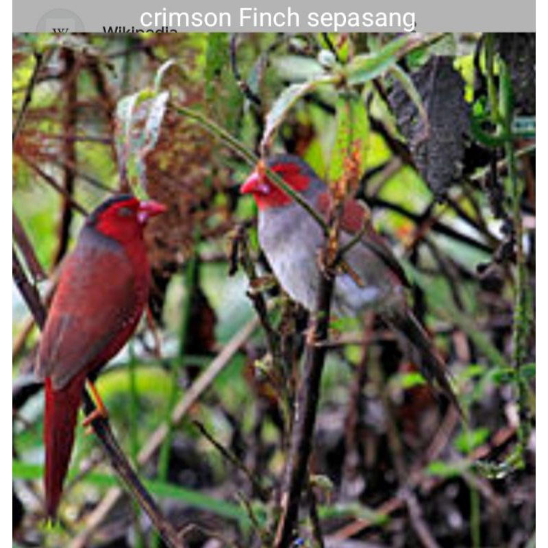 Crimson Finch Sepasang