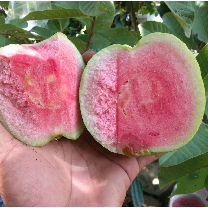 

Buah jambu kristal merah 1kg red diamond