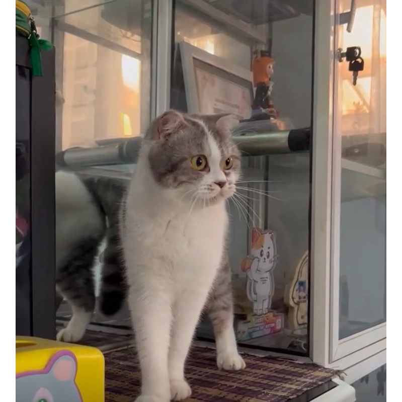 scotis fold indukan proven