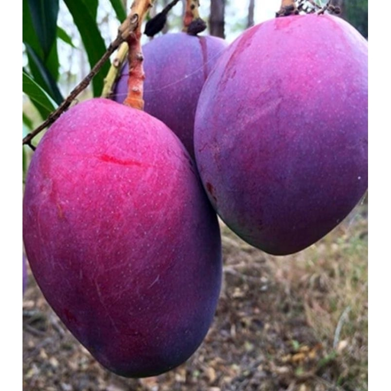 Bibit Mangga Irwin Cepat Berbuah Tinggi Bibit 1 Meter Lebih