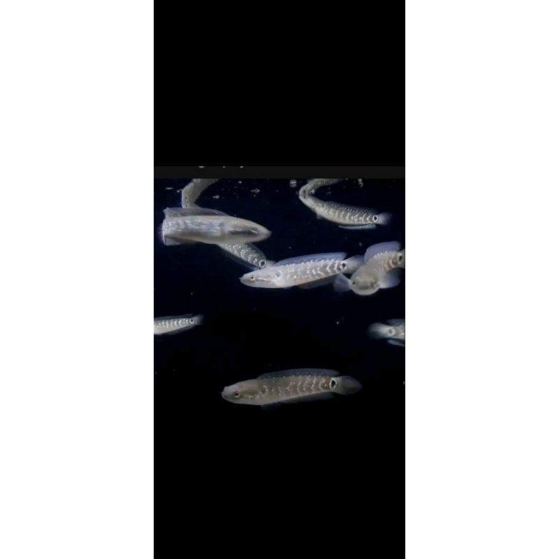 Ikan channa asiatica ws gondrong ukuran 6-7cm