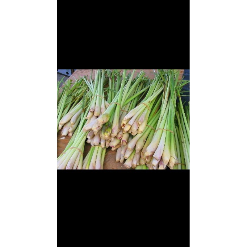 

daun sereh fresh 100% asli dan murni untuk bumbu masak dan lain lain per 1kg