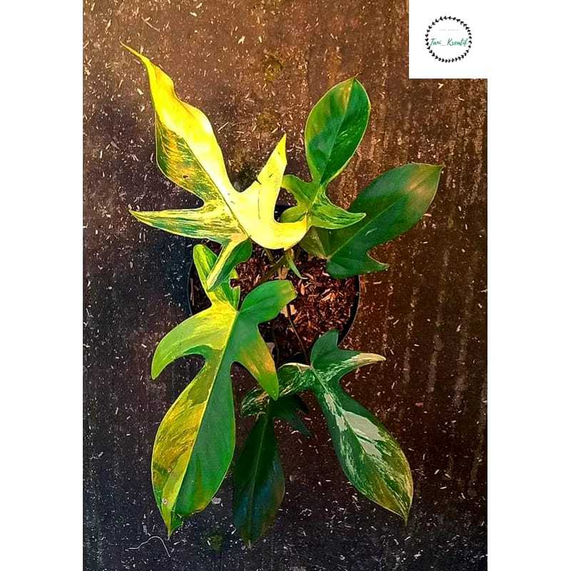 Phylodendron Flobe varigata