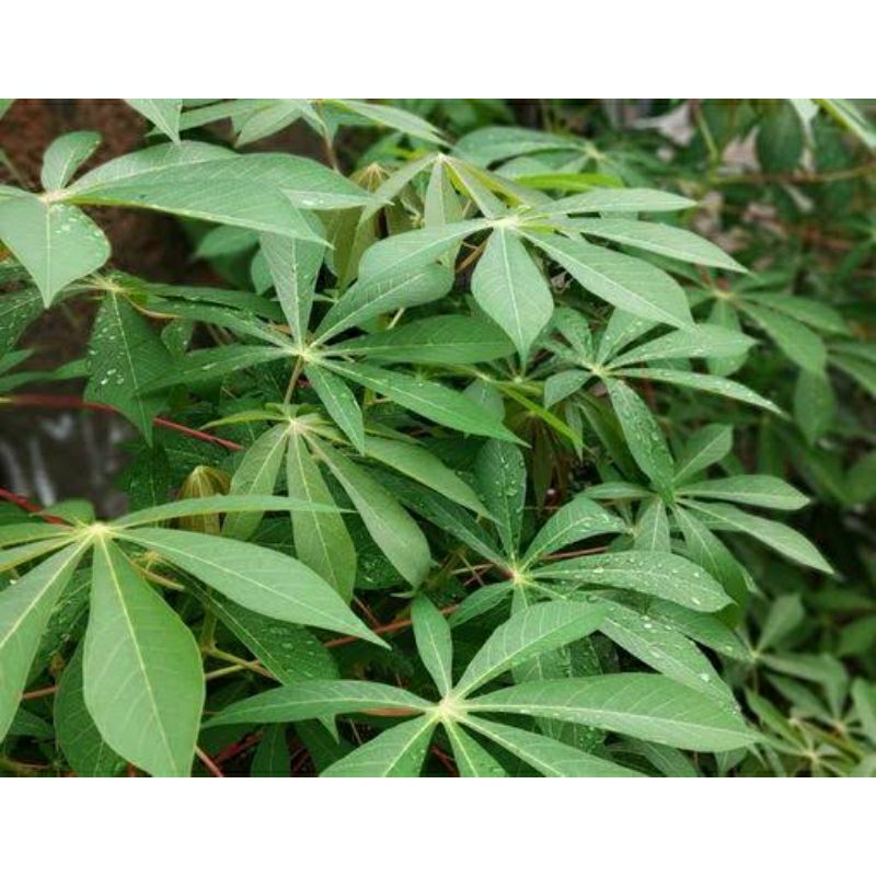 

Daun singkong lalab segar 50lembar