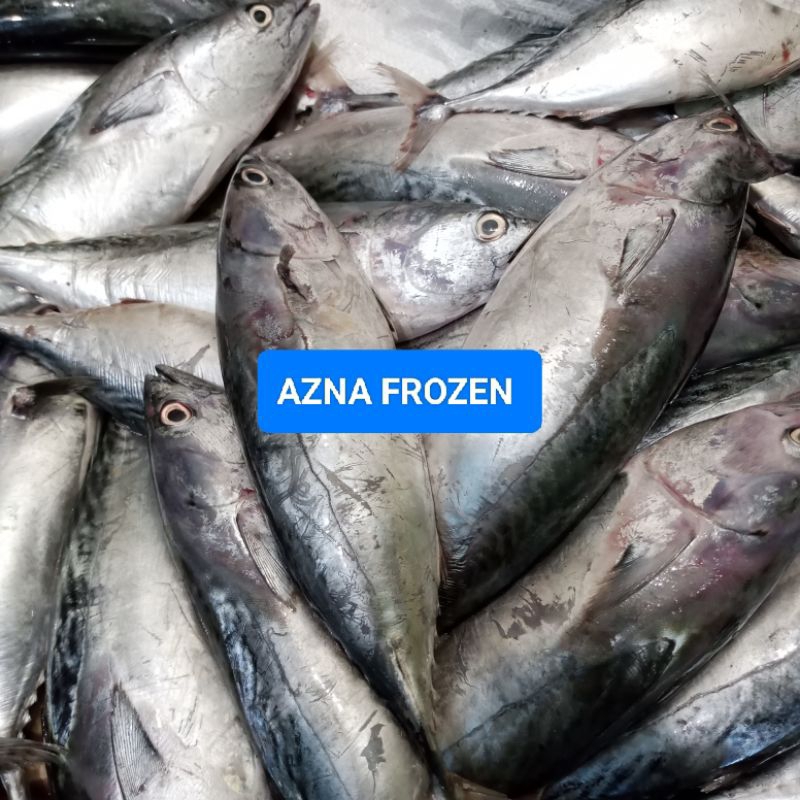 

Ikan Tongkol segar beku 1kg