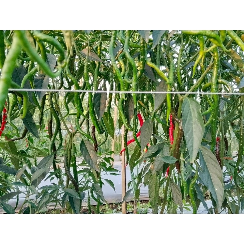 

cabe keriting ijo fresh Banyuwangi 1kg