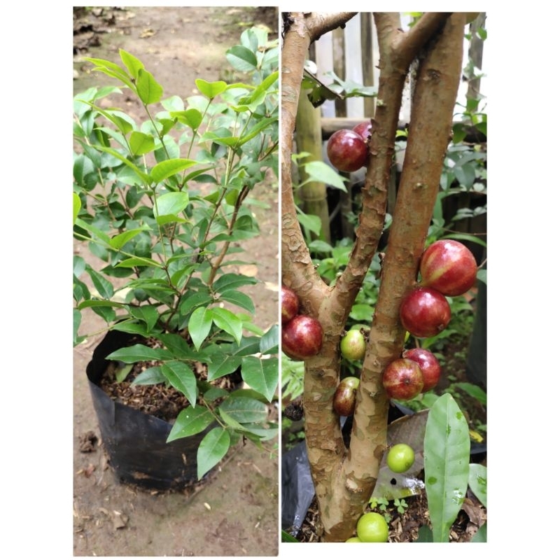 Bibit pohon anggur Brazil preco / anggur hitam