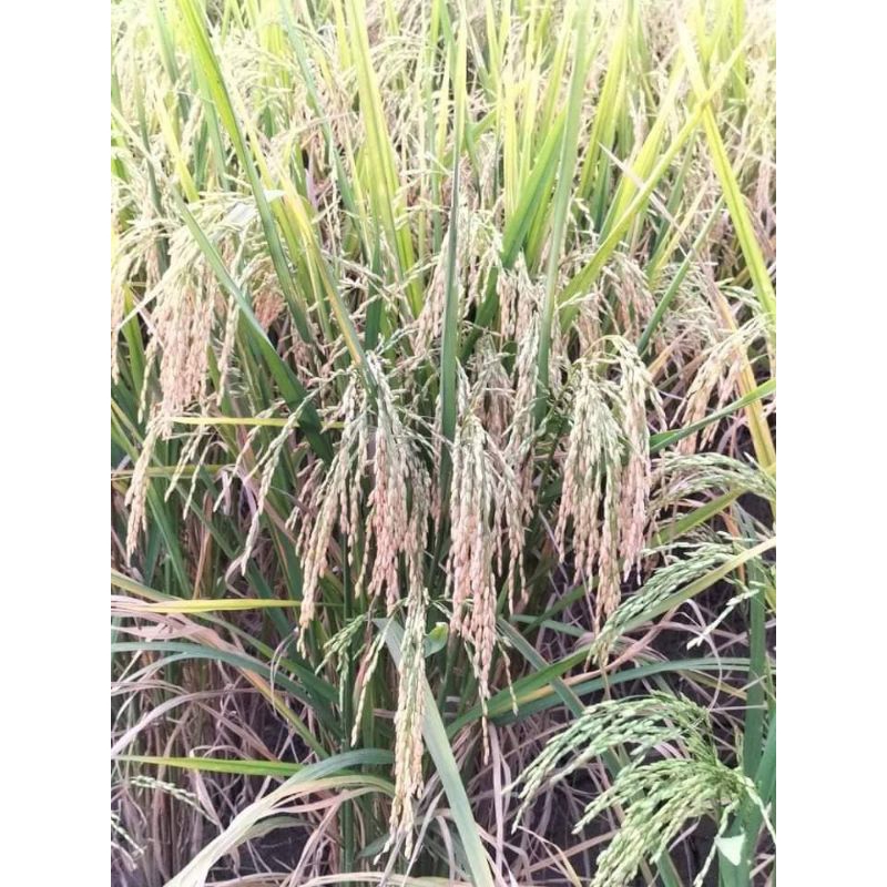 Benih padi Srikandi jumbo 1 kg