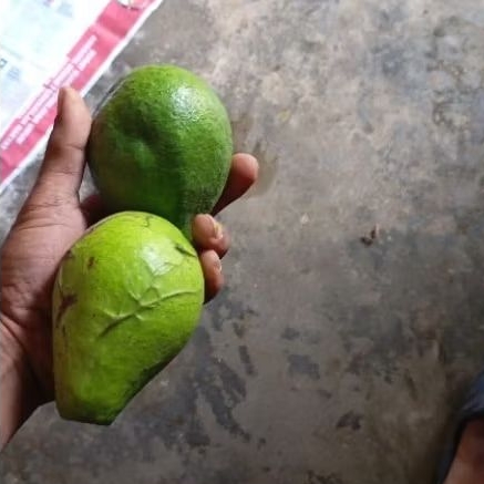 

Apokat Mentega 5.6.7 per 1 Kg.