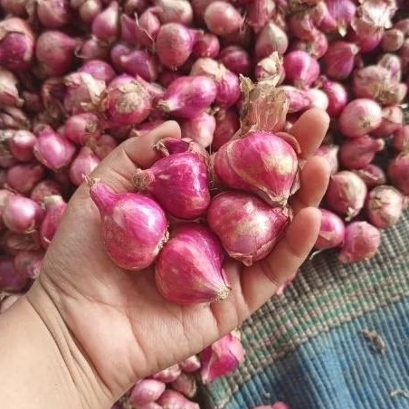 

BAWANG MERAH KUALITAS DAN GARING DIJUAL GROSIR DAN ECER