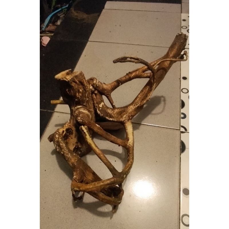 Akar mimang alami asli hutan