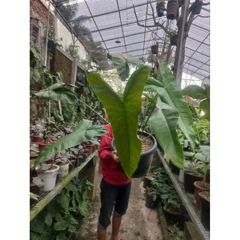 Tanaman Hias Philodendron sahroniae san antonio / sahroni San Antonio /Sharoniae San Antonio Equador