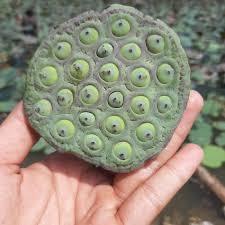 

biji bunga teratai / lotus seeds / Lian Zhi segar super 1kg