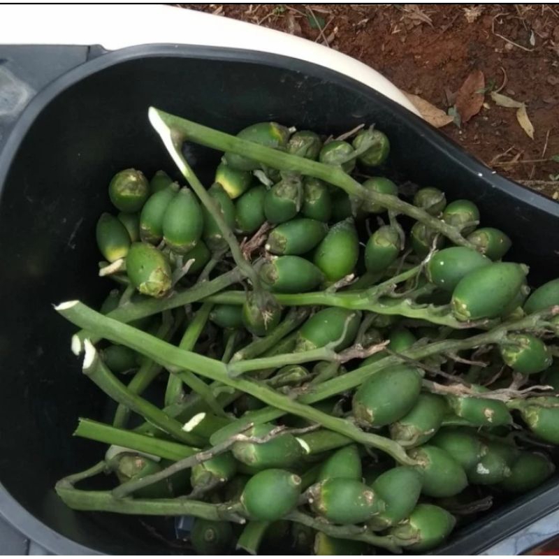 

BUAH PINANG MUDA UNTUK STAMINA PRIA 500 G BUAH MASIH PENTIL BISA COD
