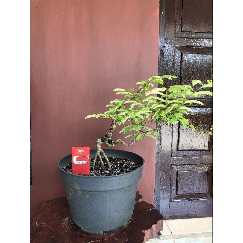 BONSAI ASEM JAWA // BAHAN BONSAI ASEM JAWA