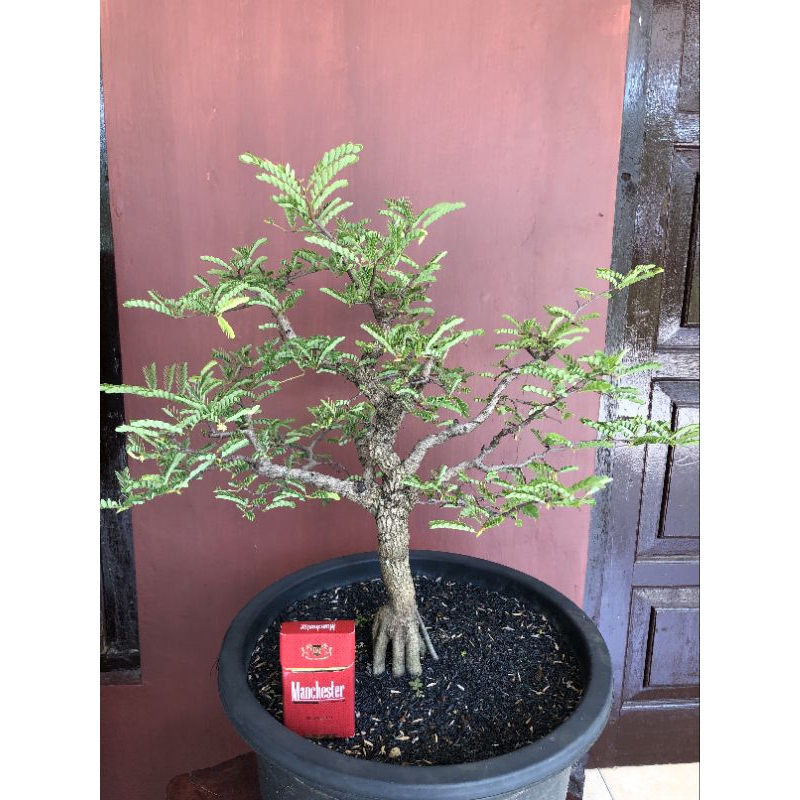BONSAI ASEM JAWA / BAHAN BONSAI ASEM JAWA